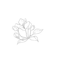 hand drawn pencil sketch flower