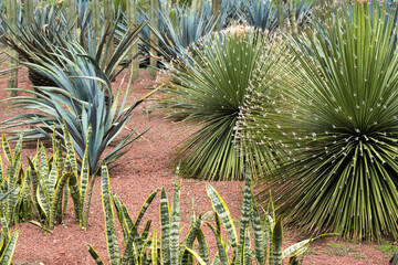 Agave garden, Zocalo Square, Mexico City, Mexico