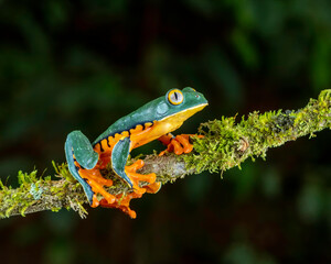 Splendid Leaf Frog (Cruziohyla calcarifer), Costa Rica