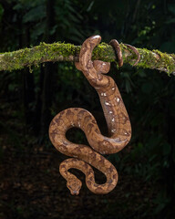 Annulated Tree Boa (Corallus annulatus), Costa Rica