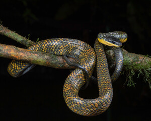 Neotropical Bird eating snake (Phrynonax poecilonotus)