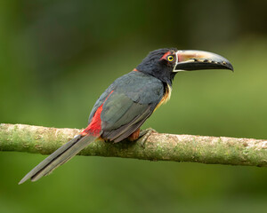 Collared Aracari (Pteroglossus torquatus), Costa Rica, inhabits the interior and edges of evergreen primary forest and mature secondary forest, as well as coffee, cacao, and fruit plantations.