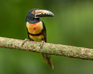 Collared Aracari (Pteroglossus torquatus), Costa Rica, inhabits the interior and edges of evergreen primary forest and mature secondary forest, as well as coffee, cacao, and fruit plantations.