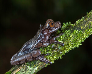 Coronated treefrog (Anotheca spinosa), endangered, Costa Rica