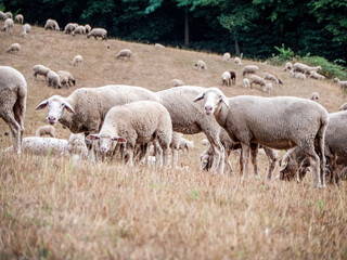 A flock of sheep grazes on the meadow in front of the forest