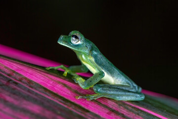Emerald Glass frog (Centrolene prosoblepon), Costa Rica