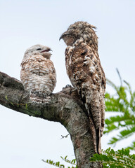 The great potoo or grand potoo (Nyctibius grandis) is the largest potoo species widely distributed in Central and South America. Like owls, it is nocturnal.