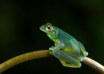 Granular Glass-frog (Cochranella granulosa), Costa Rica