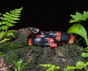 Holloween Glass Snake, Costa Rica