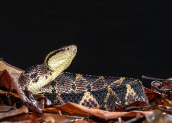 Jumping Pit Viper or Picado's jumping pitviper (Atropoides picadoi), Costa Rica