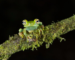 Red webbed Tree Frog or Canal Zone tree frog (Hypsiboas rufitelus), Costa Rica