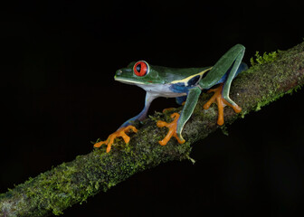 Red-eyed Tree Frog (Agalychnis callidryas), Costa Rica