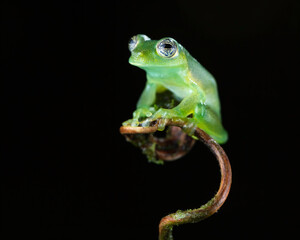 Spiny glass frog (Teratohyla spinosa), Costa Rica