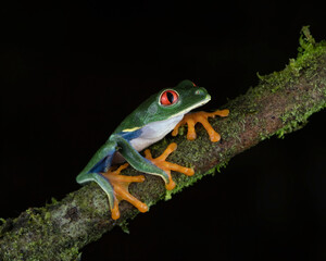 Red-eyed Tree Frog (Agalychnis callidryas), Costa Rica