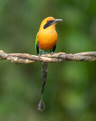 The rufous motmot (Baryphthengus martii) is a near-passerine bird in the family Momotidae. It is from northeastern Honduras south to western Ecuador, northern Bolivia, and western Brazil.