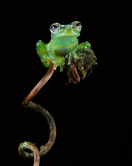 Spiny glass frog (Teratohyla spinosa), Costa Rica