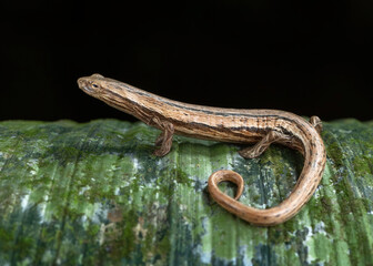 STRIATED SALAMANDER (BOLITOGLOSSA STRIATULA), Costa RICA