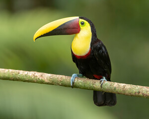 Yellow-throated Toucan (Ramphastros ambiguus), Costa Rica
