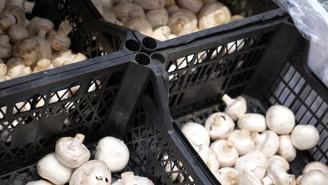 Highways of containers with ripe champignons in a food passage in a supermarket. Natural food for a healthy diet. Culinary concept.