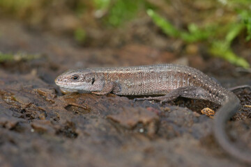 Closeup on an adult European live bearing lizard, Zootoca vivipare, sitting on wood
