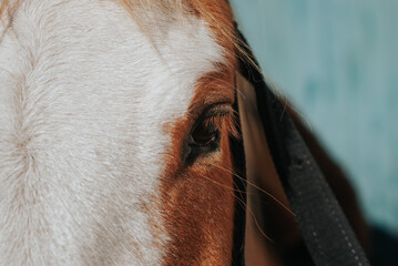 portrait of a horse, horse, caballo, retrato a caballo, ojo caballo, caballo argentino, 
