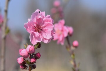 Hana peach ( Prunnus persica ) blossoms.   Flowering peach tree. Rosaceae deciduous shrub.
The flowering season is from March to April.