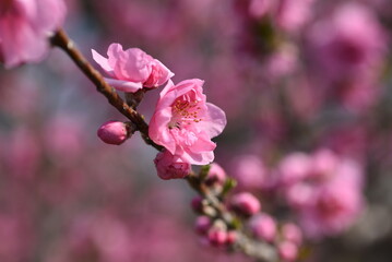 Obraz premium Hana peach ( Prunnus persica ) blossoms. Flowering peach tree. Rosaceae deciduous shrub. The flowering season is from March to April.
