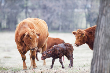 Cow and Calf Pair in spring calving season, newborn calf is still wet from birth, taking first steps. © Tamara  Harding