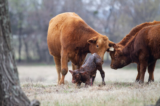 Cow and Calf Pair in spring calving season
