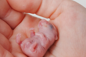 cute little bald newborn hamster in children's hands. 