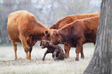 Cow and Calf Pair in spring calving season