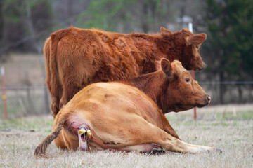 Cow giving birth, beginning stages. Cow lays down, ready to give birth. Another cow stands behind her.