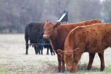 Solar panel, electric fence in the cow pasture with cattle