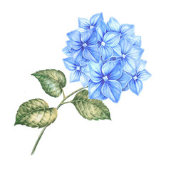 Blue flower hydrangeas on white background. Watercolor floral illustration
