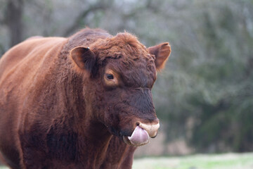 Fototapeta premium Red Angus Bull, closeup of face, tongue out