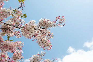 Blossoming branch on the sky background. Spring season concept
