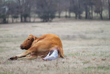 Cow giving birth, laying down as calf is born