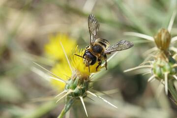 Close up of a large colorful female white sectioned leafcutter bee, Megachile albisecta on a yellow Centaurea solstitialis flower