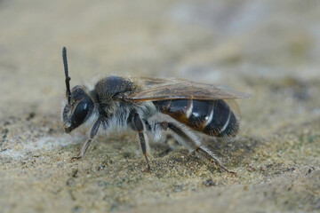 Closeup of a female red-belied miner mining bee, Andrena ventralis on a piece of wood