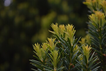 Flowers of a blooming coniferous tree