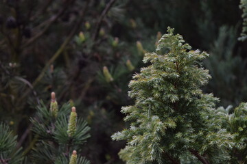 Top part of a conifer in the garden