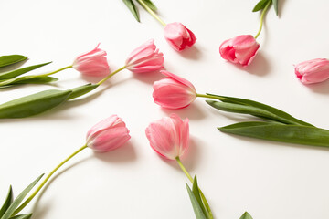 Pink tulips on white background close up as wallpaper