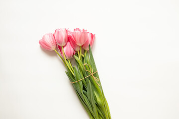 Pink tulips on white background close up as wallpaper