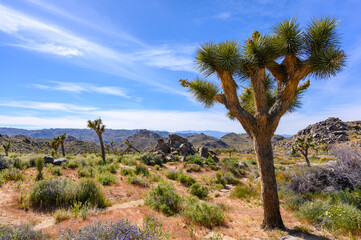 Fototapeta na wymiar Landscape with Yucca brevifolia in Joshua Tree National Park, California, USA