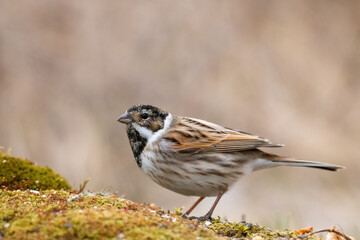 Fototapeta premium Reed bunting male close up (Emberiza schoeniclus