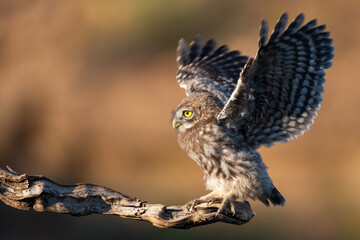 Bird Little owl in natural habitat Athene noctua