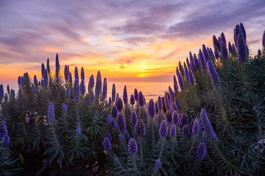 Sunset over the Pacific Ocean, view through beautiful purple Echium flowers at Victoria Beach in California, USA © Alisa