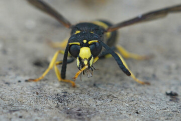 Frontal closeup of the Early mason wasp, Ancistrocerus nigricornis