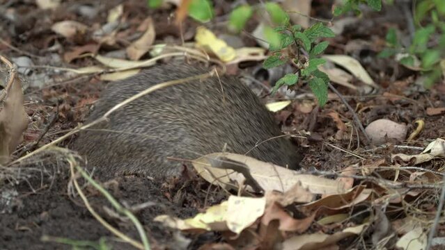 Southern brown bandicoot - Isoodon obesulus is short-nosed marsupial digging for the meal, found in Australia, also known as Quenda from the Noongar word kwinda.
