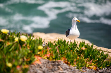 Seagull bird on the cliff. Ocean waves, blurred sea water surface from above, cliff, La Jolla shore waterfront promenade, California USA. Blooming succulent green plant with yellow flowers.  - Powered by Adobe